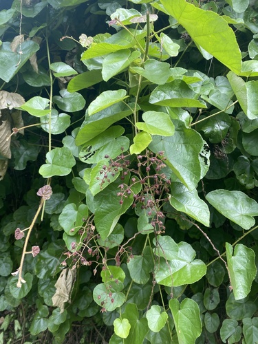 Rubus feddei
