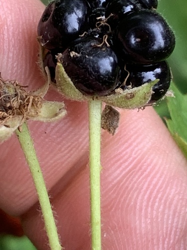 Rubus flagellaris (American dewberry) — photo