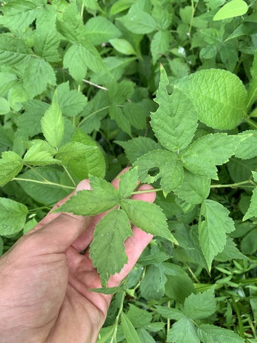 Rubus flagellaris (American dewberry) — photo