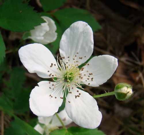Rubus flagellaris