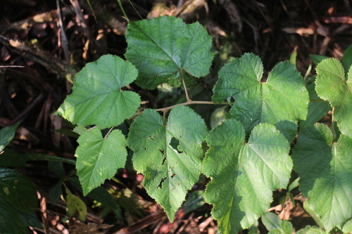 Rubus flagelliflorus (Central China blackberry) — photo