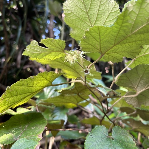 Rubus flagelliflorus (Central China blackberry) — photo