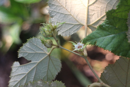 Rubus flagelliflorus
