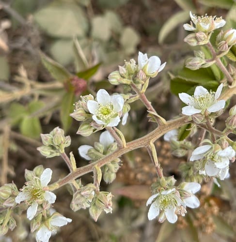 Rubus floribundus (Mora) — photo