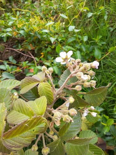 Rubus floribundus