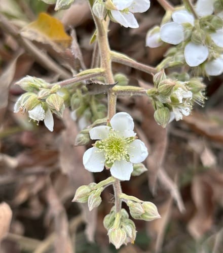 Rubus floribundus (Mora) — photo