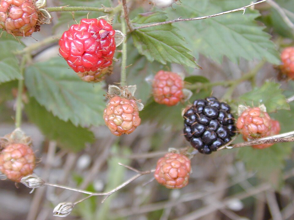 Rubus floridus — photo