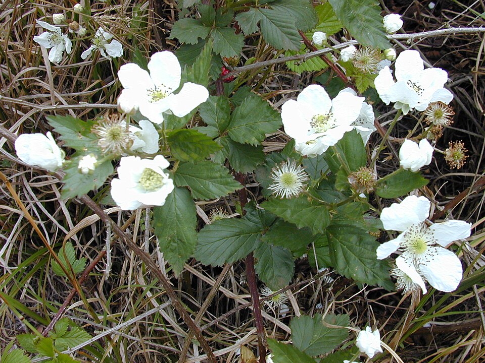 Rubus floridus
