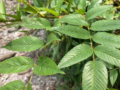Rubus fraxinifolius (Red raspberry) — photo