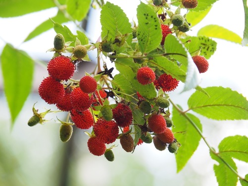 Rubus fraxinifolius