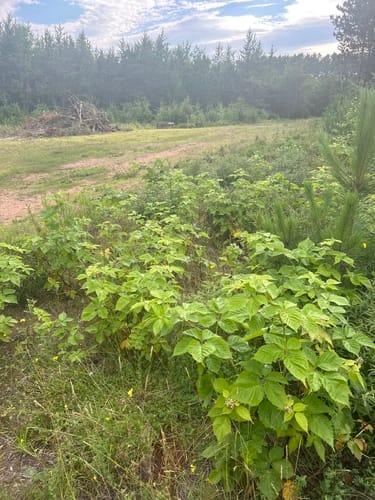 Rubus frondosus (Yankee blackberry) — photo