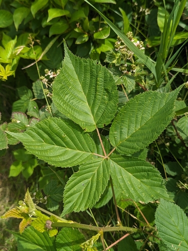 Rubus frondosus