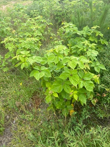 Rubus frondosus (Yankee blackberry) — photo