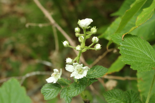 European blackberry