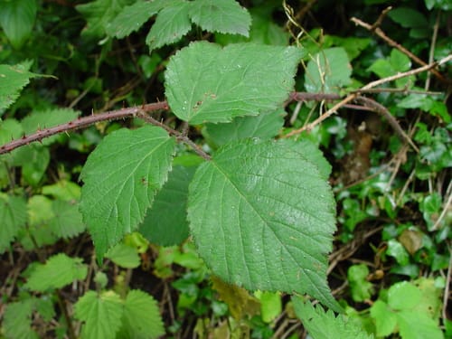 Rubus fuscus — photo