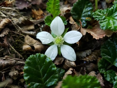 Rubus geoides (Falkland strawberry) — photo