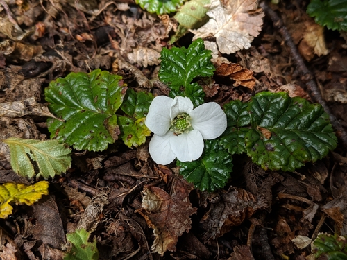 Rubus geoides