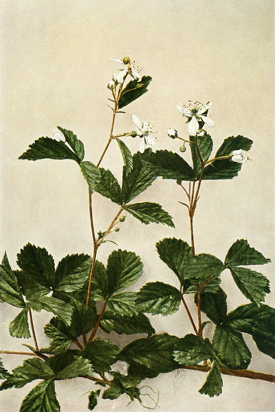 Rubus geophilus (Northern Dewberry) — photo