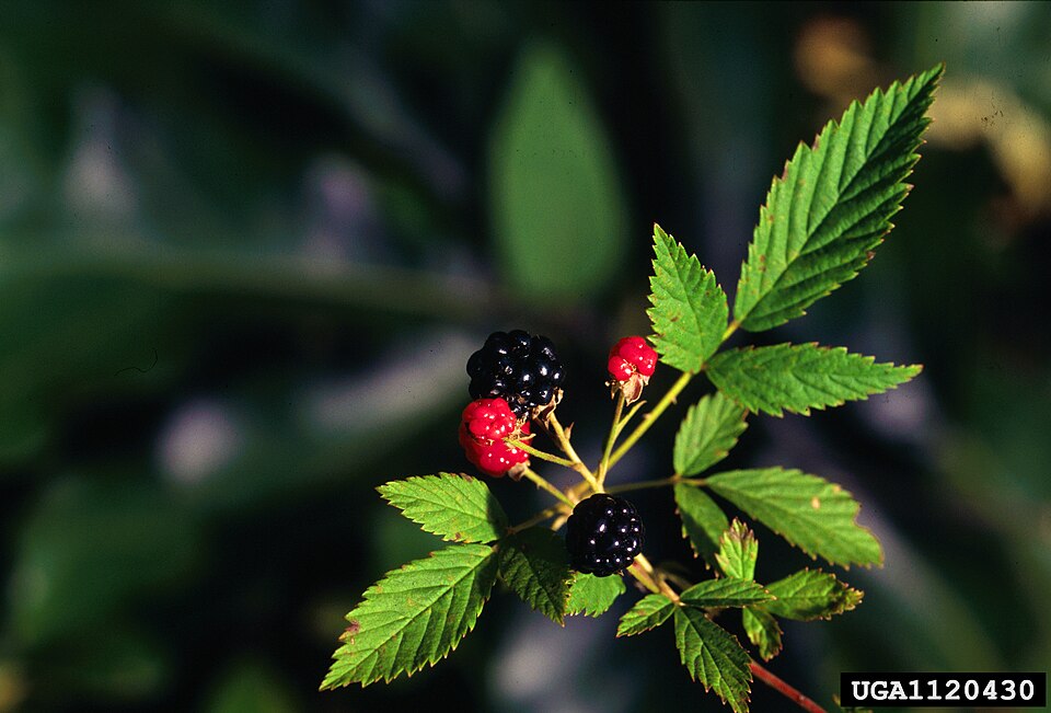 Rubus geophilus