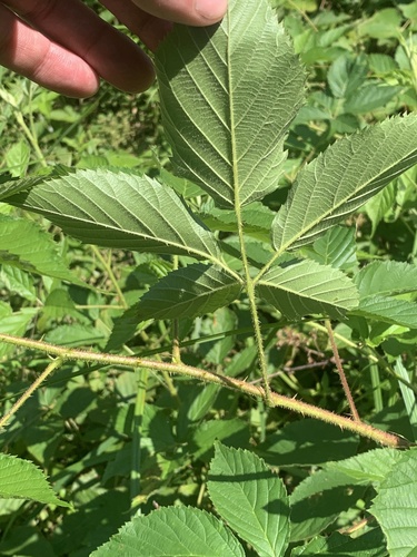 Rubus glandicaulis — photo