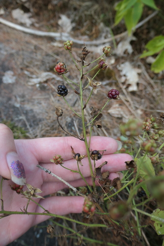 Rubus glandicaulis — photo