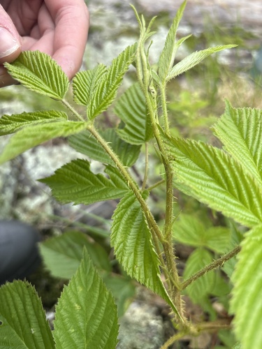 Rubus glandicaulis