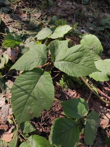 Rubus glandulosus subsp. schleicheri — photo