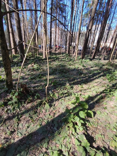 Rubus glandulosus subsp. schleicheri — photo