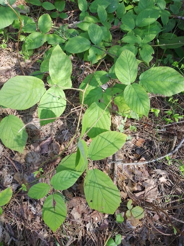 Rubus glandulosus subsp. schleicheri