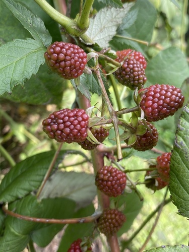 Rubus glaucus (Andean blackberry) — photo