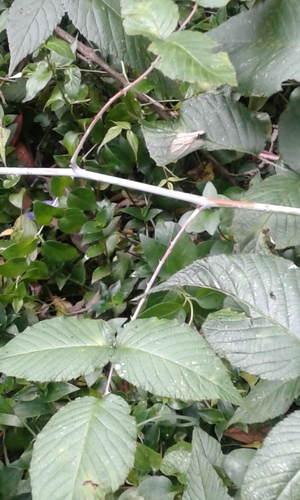 Rubus glaucus (Andean blackberry) — photo