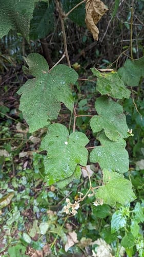 Rubus glomeratus — photo