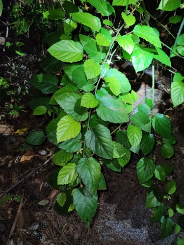 Rubus grayanus — photo