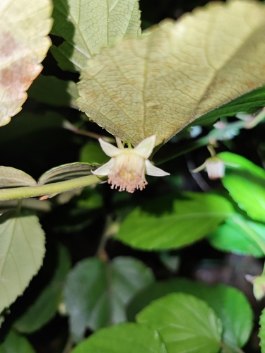 Rubus grayanus — photo