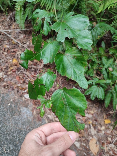 Rubus grayanus