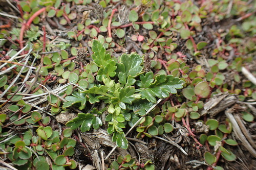 Rubus gunnianus (Alpine raspberry) — photo