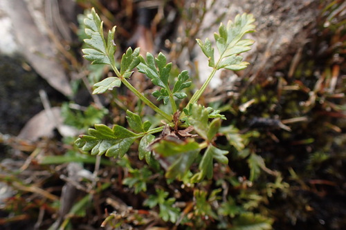 Rubus gunnianus (Alpine raspberry) — photo