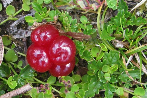 Rubus gunnianus