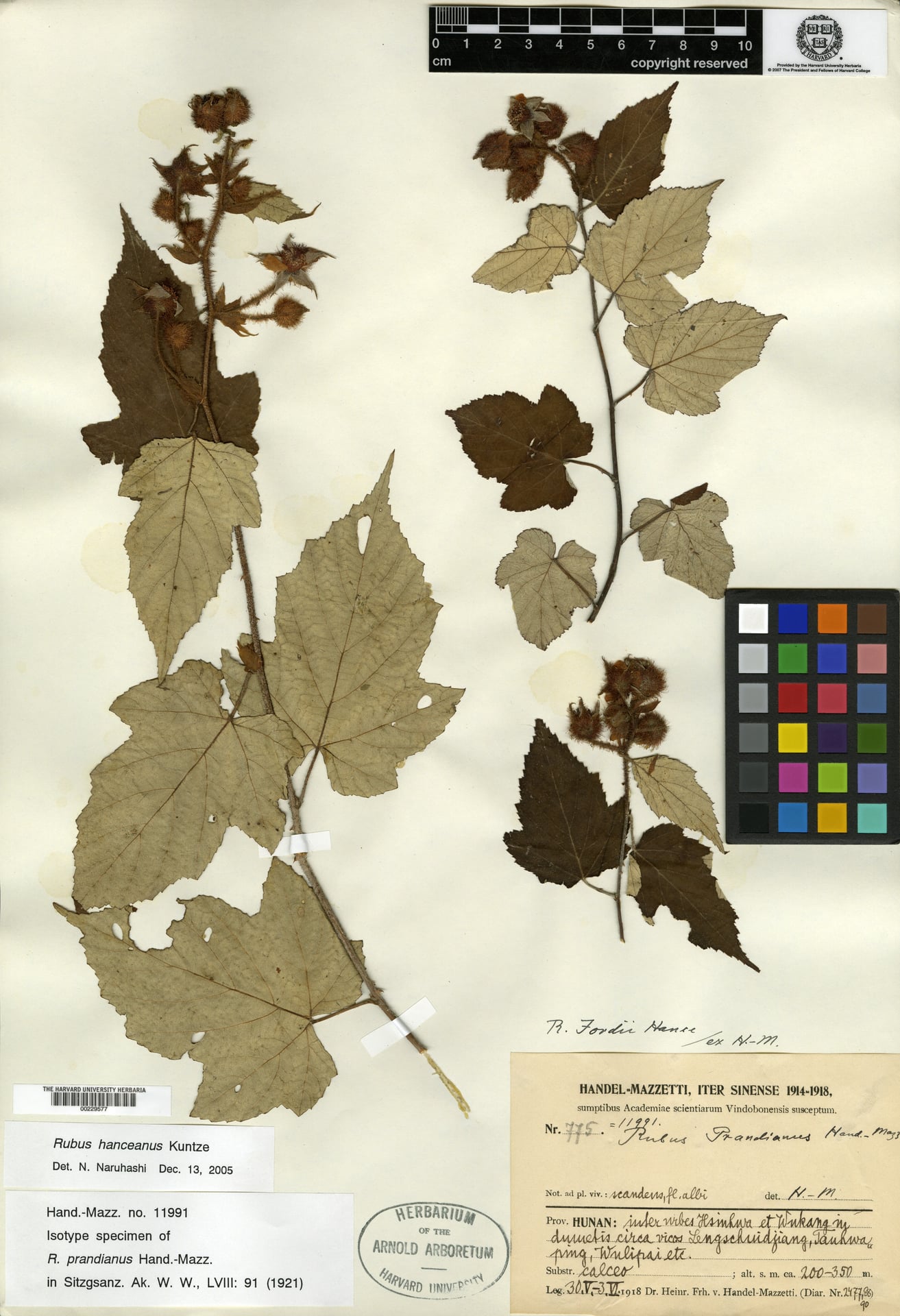 Rubus hanceanus — photo