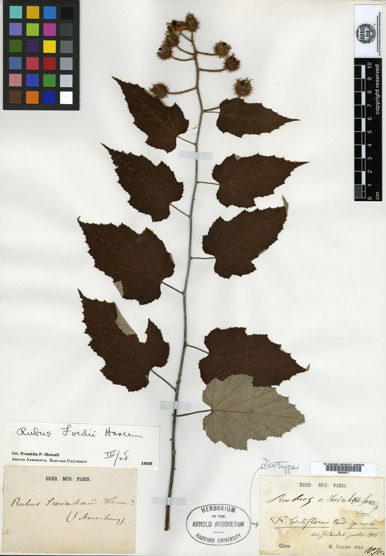 Rubus hanceanus — photo