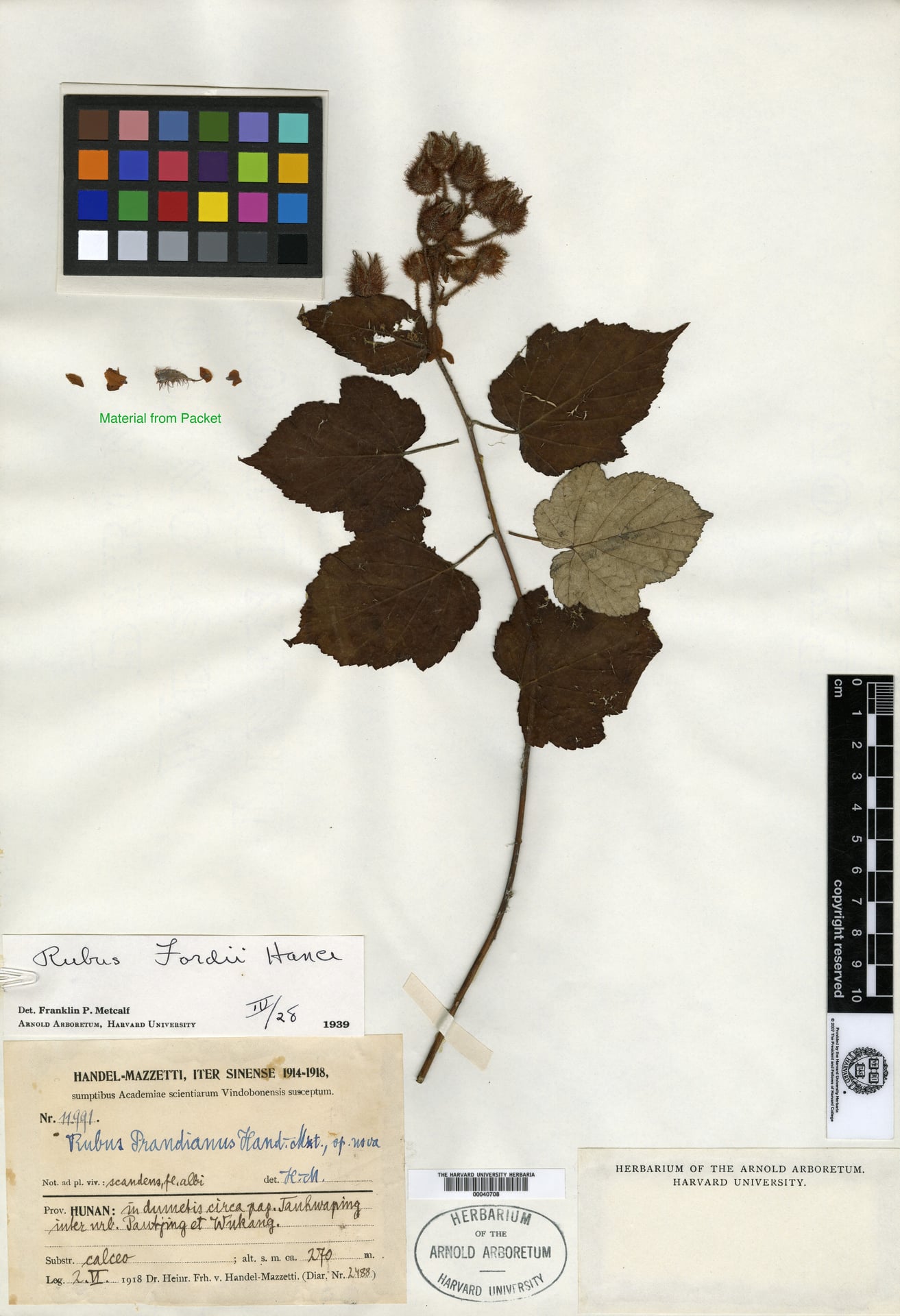 Rubus hanceanus