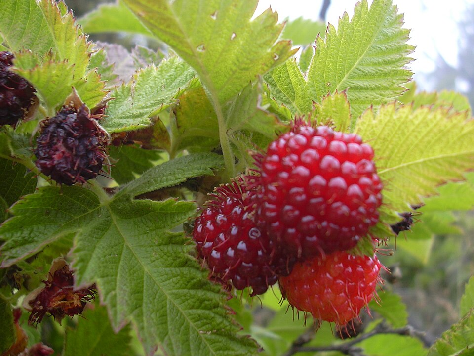 Rubus hawaiensis (Akala) — photo