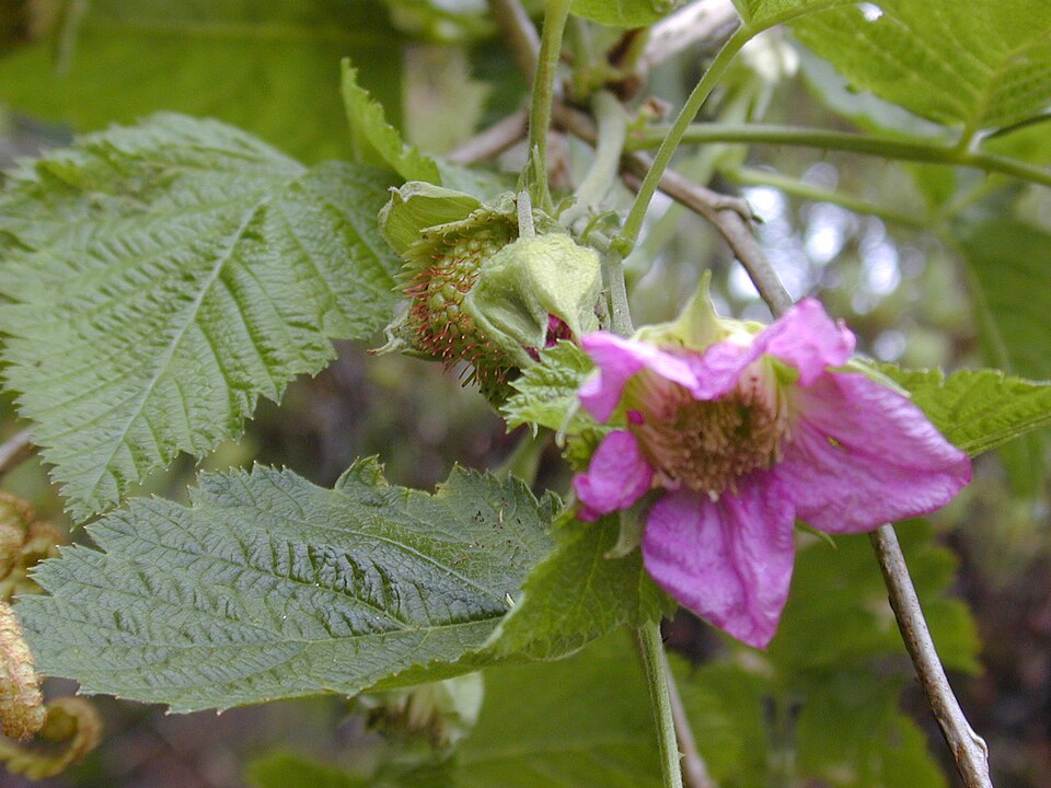 Rubus hawaiensis