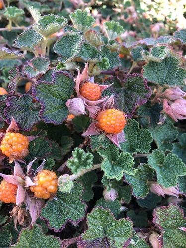 Rubus hayata-koidzumii