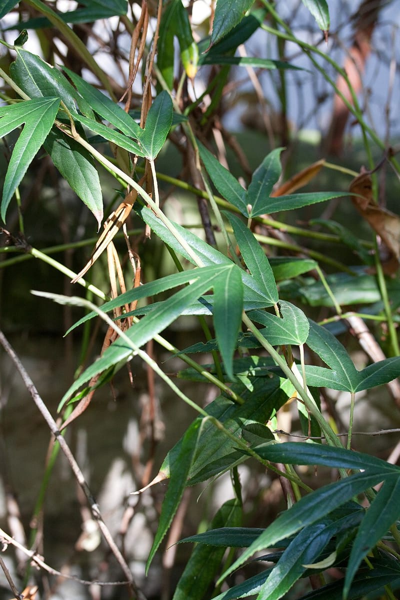 Rubus henryi — photo