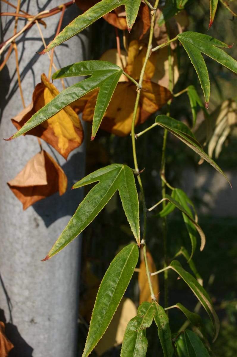Rubus henryi — photo