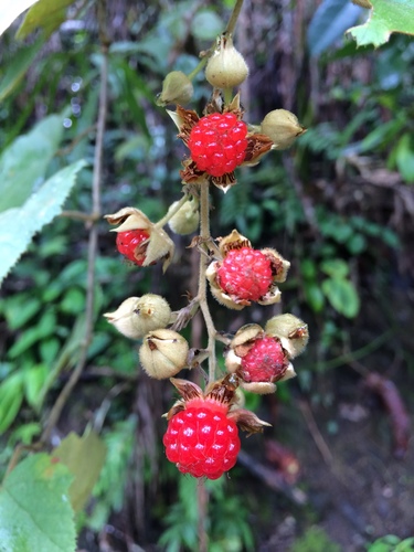 Rubus hillii (Queensland bramble) — photo