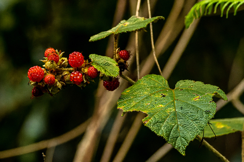Rubus hillii (Queensland bramble) — photo