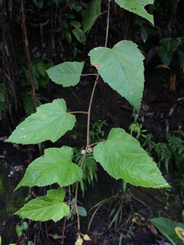 Rubus hillii