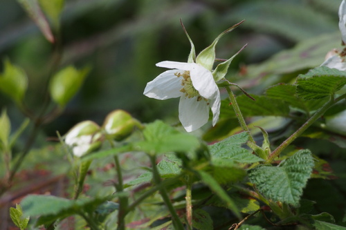 Rubus hirsutus — photo